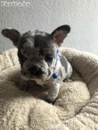Francia bulldog kiskutyák