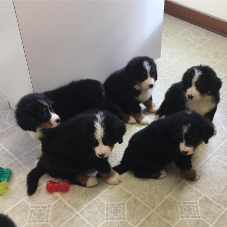 Berni pásztorkutya kölykök