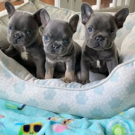 Francia bulldog kölykök