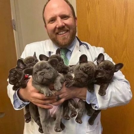 Francia bulldog kölykök