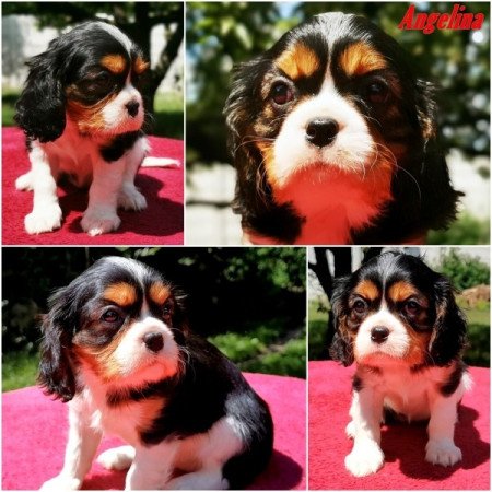 cavalier king charles spániel