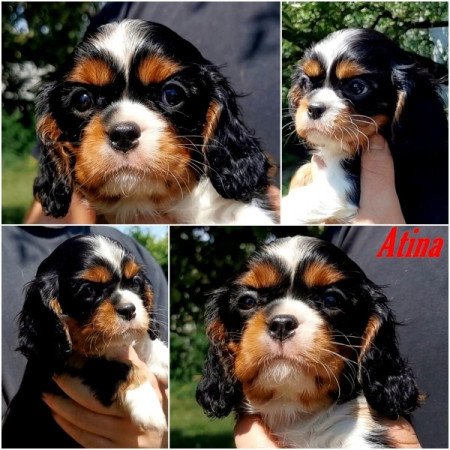 cavalier king charles spániel