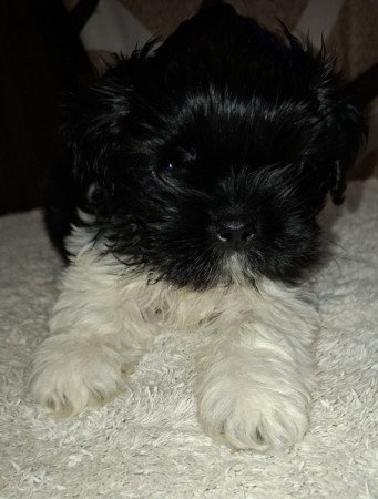 Shih-tzu