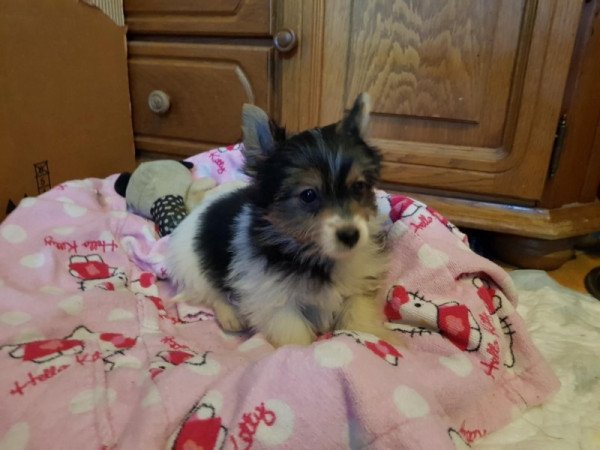 Biewer yorki yorkshire