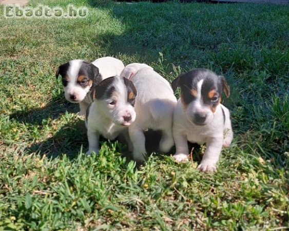 Jack Russel terrier kiskutyák eladók