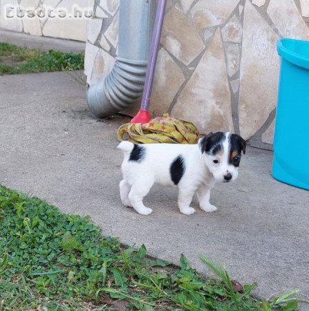 Jack Russel terrier kiskutyák eladók