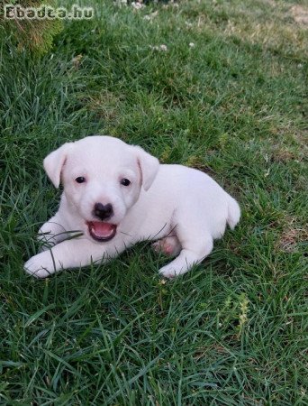 Jack Russel terrier kiskutyák eladók