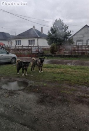 Amerikai akita szuka