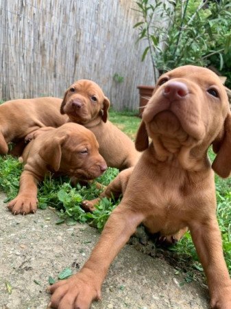 Magyar vizsla