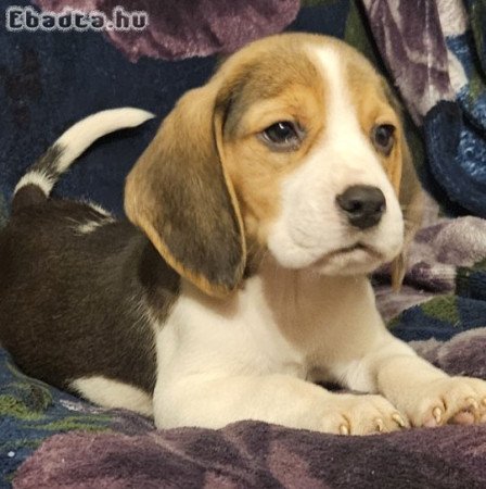 Törzskönyves beagle kiskutyák