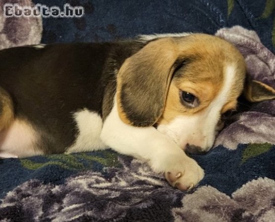 Törzskönyves beagle kiskutyák