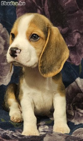 Törzskönyves beagle kiskutyák