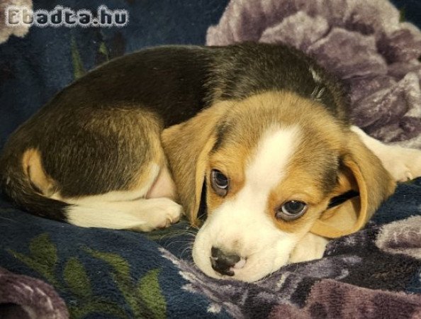 Törzskönyves beagle kiskutyák