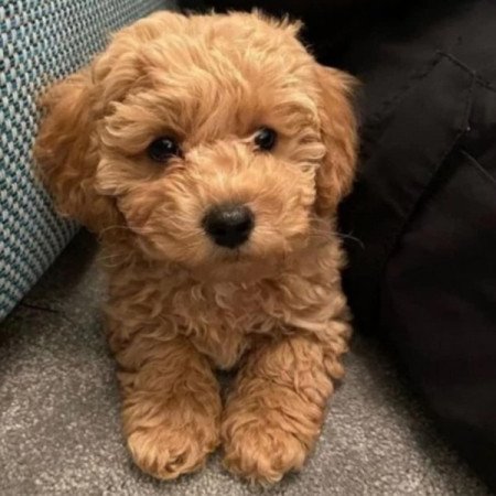 Maltipoo