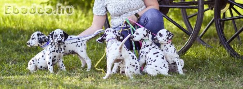 TÖRZSKÖNYVEZETT DALMATA KAN KISKUTYA