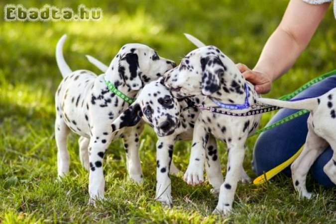 TÖRZSKÖNYVEZETT DALMATA KAN KISKUTYA