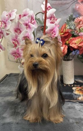 Yorkshire terrier