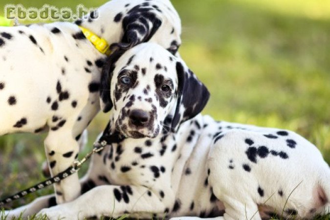 TÖRZSKÖNYVEZETT DALMATA KAN KISKUTYA