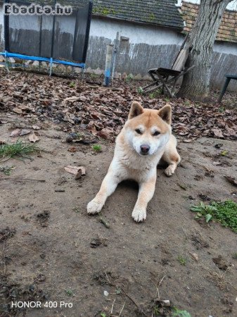 Siba Inu Fajtiszta