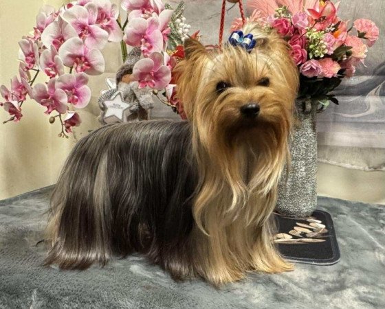 Yorkshire terrier