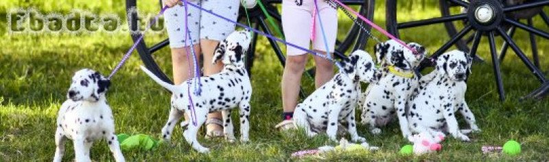 TÖRZSKÖNYVEZETT DALMATA SZUKA KISKUTYA