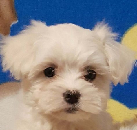 Máltai selyemszőrű