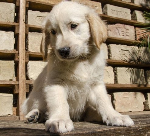 Golden Retriever