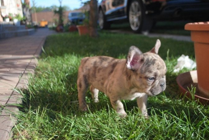 Francia bulldog