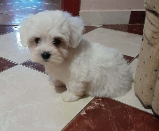 Máltai selyemszőrű