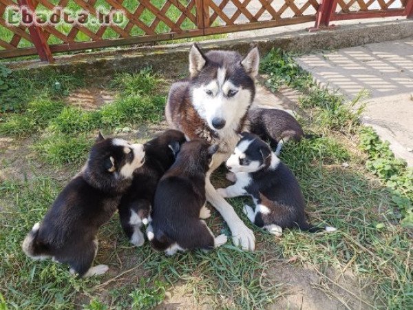 Husky kiskutyák Gazdisodnának 2 fiú 2 lány