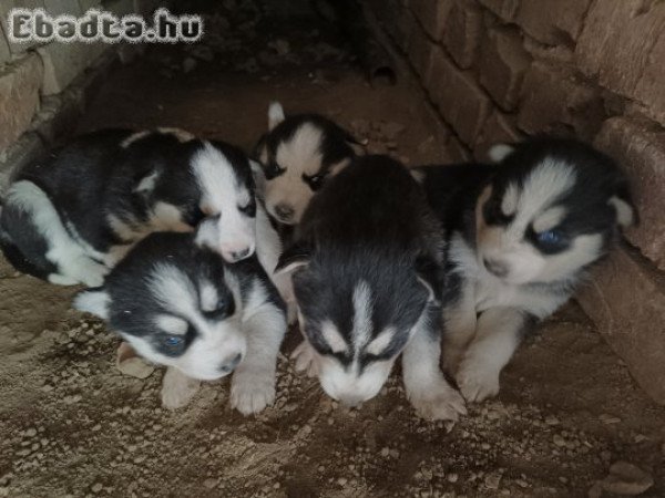 Husky kiskutyák Gazdisodnának 2 fiú 2 lány