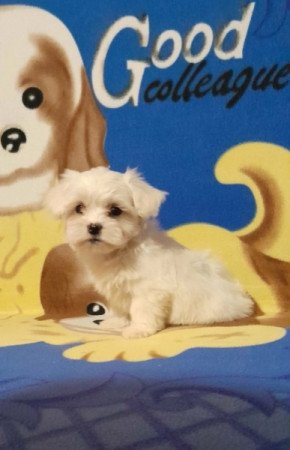 Máltai selyemszőrű