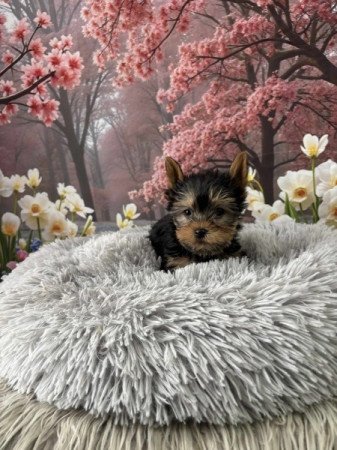 Yorkshire terrier