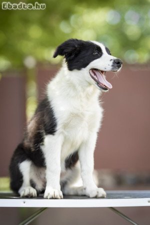 Törzskönyves fekete-fehér border collie szuka