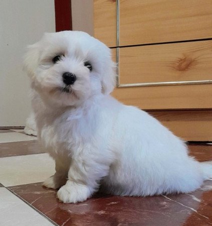 Máltai selyemszőrű