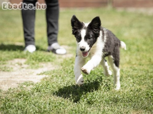 Törzskönyves fekete-fehér border collie szuka