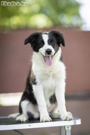 Törzskönyves fekete-fehér border collie szuka