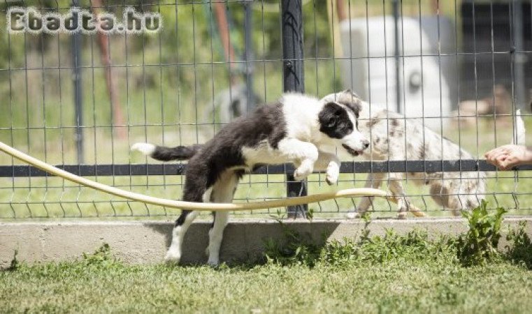 Törzskönyves fekete-fehér border collie szuka