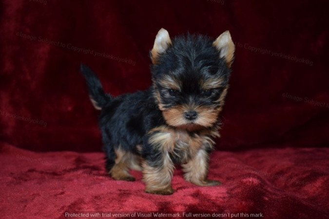 Yorkshire terrier