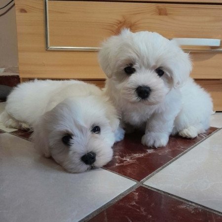 Máltai selyemszőrű