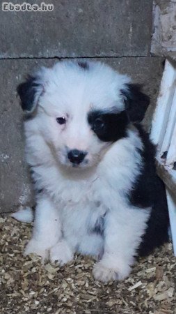 Border Collie kiskutyák