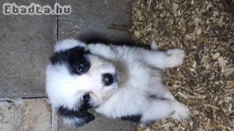 Border Collie kiskutyák