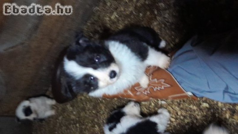Border Collie kiskutyák