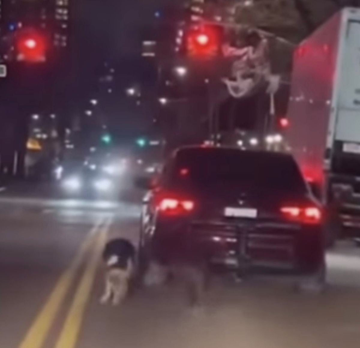 Autó mögött húzott kutyák