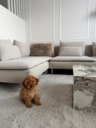 Máltai+uszkár=Maltipoo havanese bichon