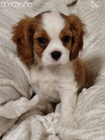 Cavalier King Charles Spániel kölyök