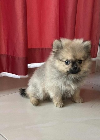 Pomerániai Törpespicc