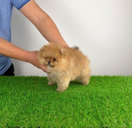 Pomerániai törpespitz