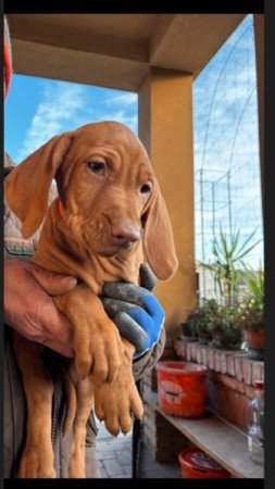 Magyar Vizsla