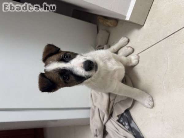 Jack Russel kiskutya eladó